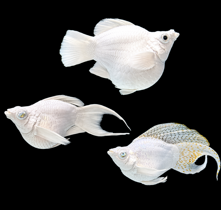Platinum Blue Eyed Ballon Molly (Poecilia sphenops)