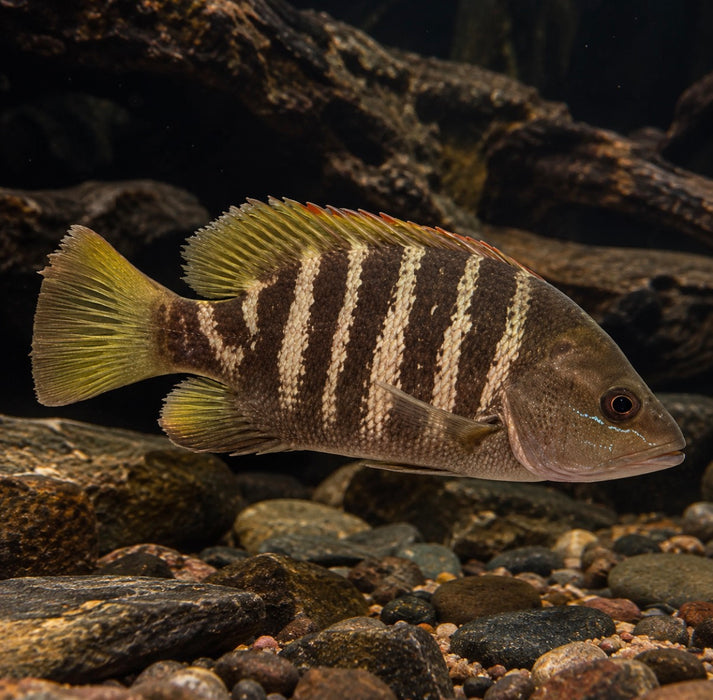 Papua Black Bass Snapper (Lutjanus goldiei)