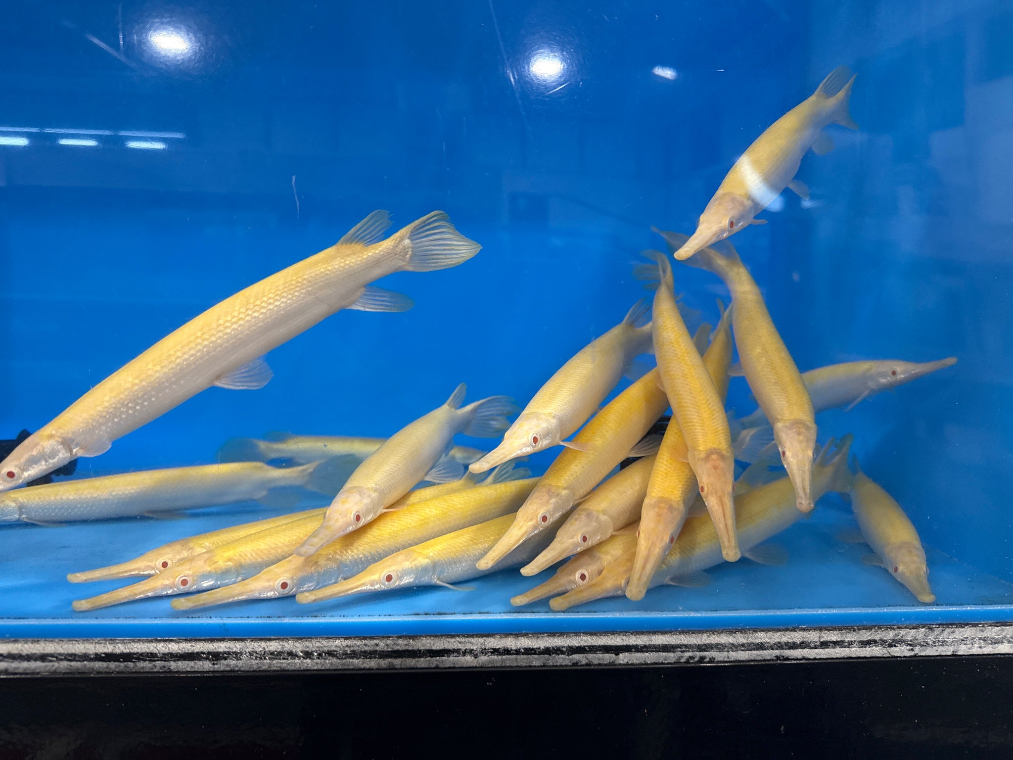 GAR — Predatory Fins