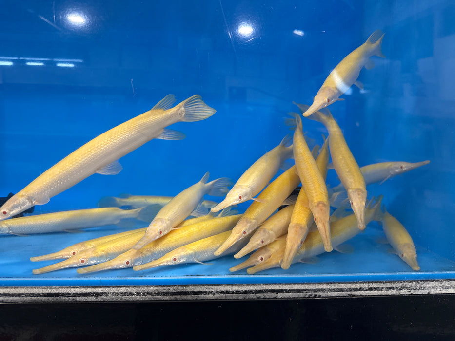 Albino Golden Florida Gar (Lepisosteus platyrhincus)