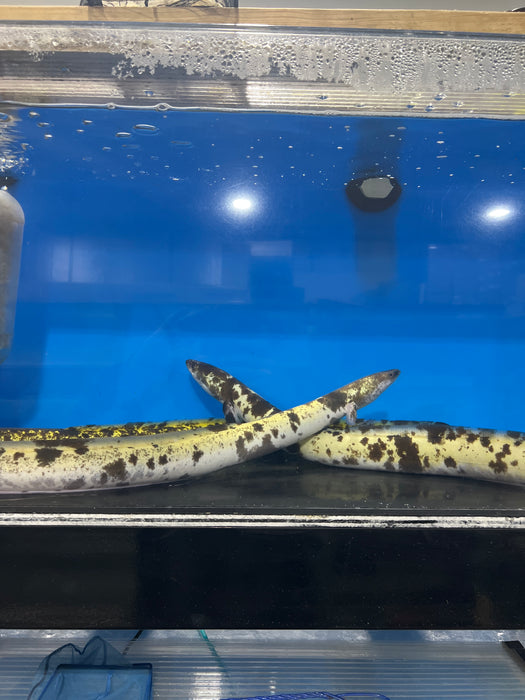 Marbled Luecistic Japanese Eel (Anguilla japonica)