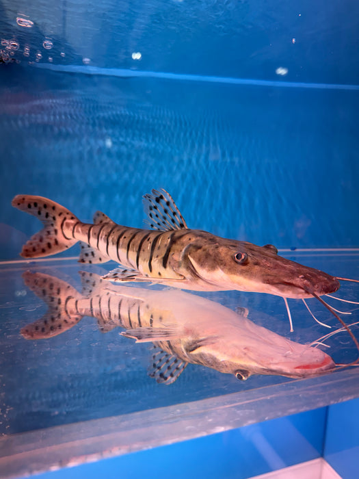 Tiger Shovelnose Catfish (Pseudoplatystoma fasciatum)