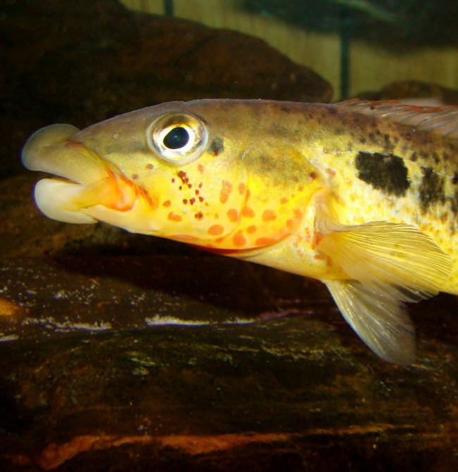 Big Lip Pike Cichlid (Crenincichla tendybaguassu)