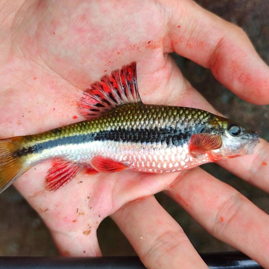 Red Fin Torpedo Barb (Acrossocheilus fasciatus) — Predatory Fins