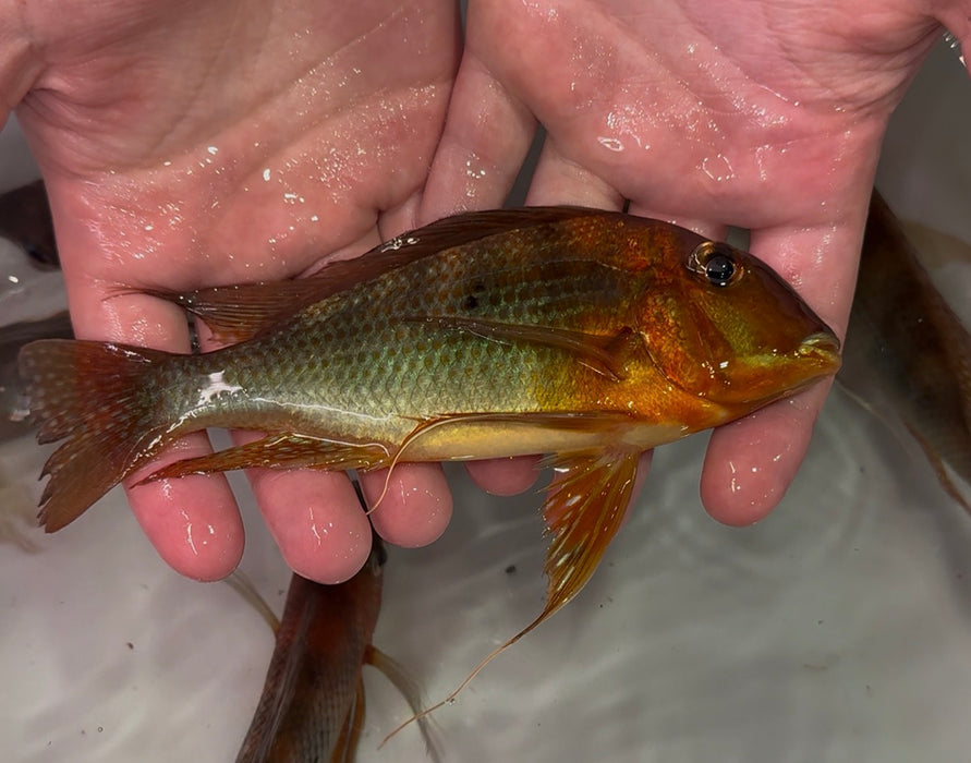 Alenquer Red Altifrons Eartheater Cichlid (Geophagus Altifrons)
