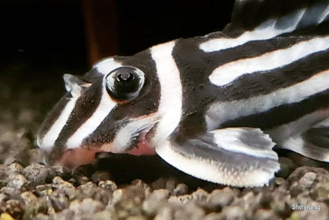 L046 Zebra Pleco (Hypancistrus zebra) – Predatory Fins
