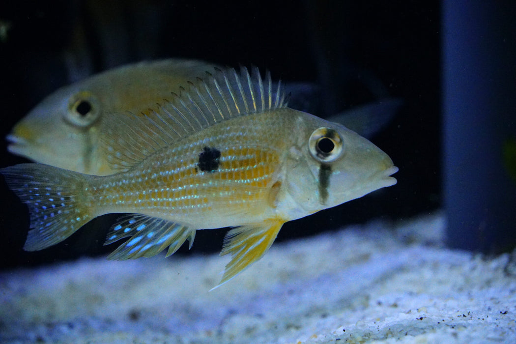 Cheek Striped Eartheater (Geophagus taeniopareius)