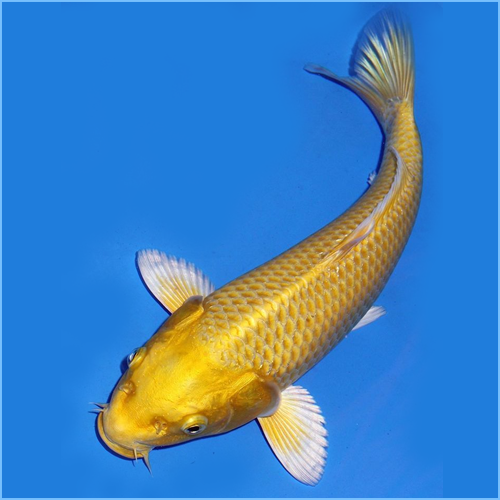 Golden Ogon Japanese Koi Fish (Cyprinus carpio)