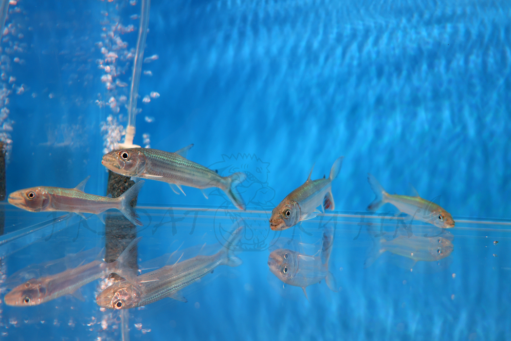Goliath African Tiger Fish (Hydrocynus goliath)