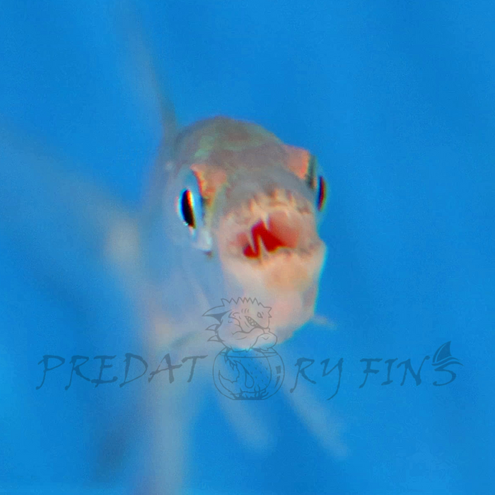 Goliath African Tiger Fish (Hydrocynus goliath)