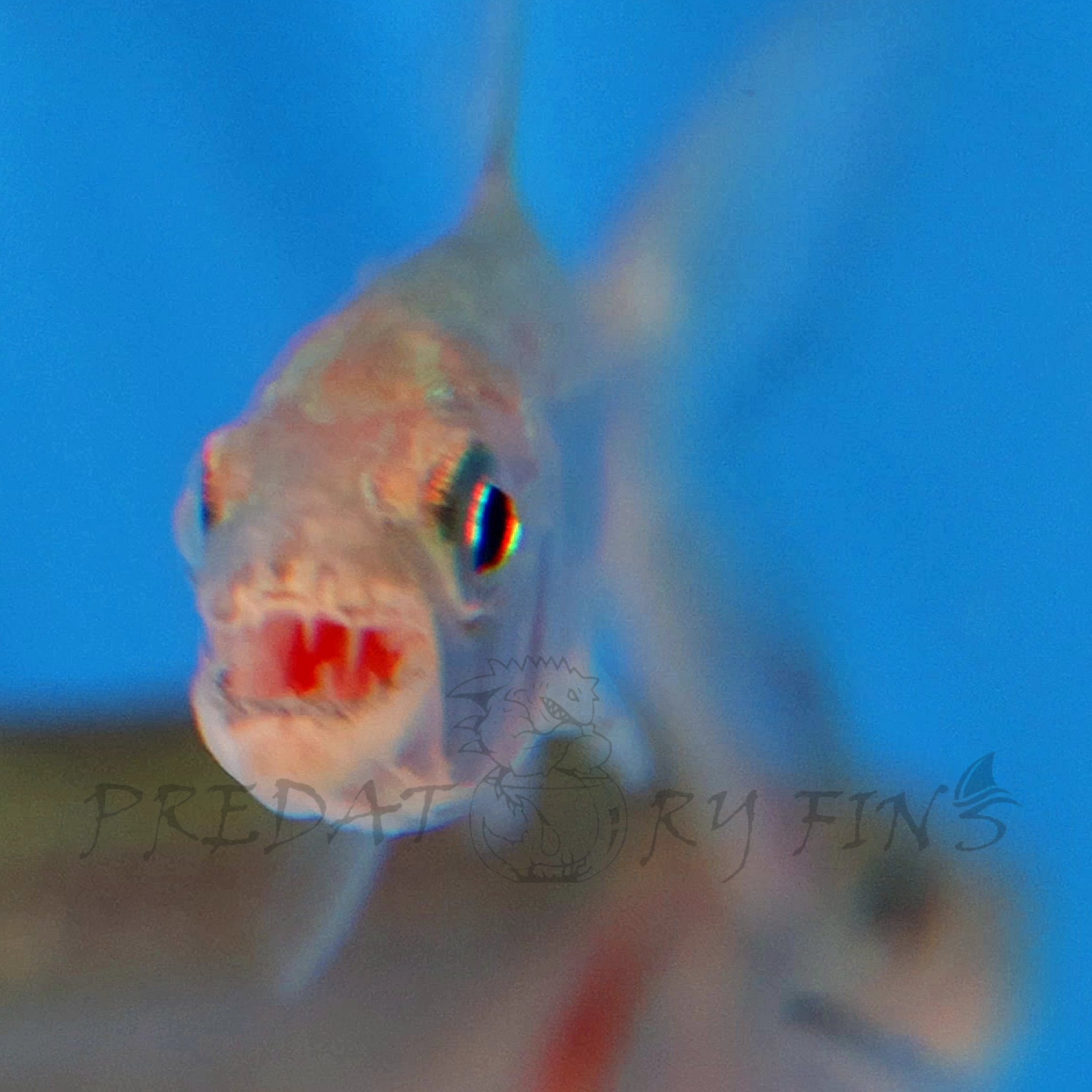 Goliath African Tiger Fish (Hydrocynus goliath) — Predatory Fins