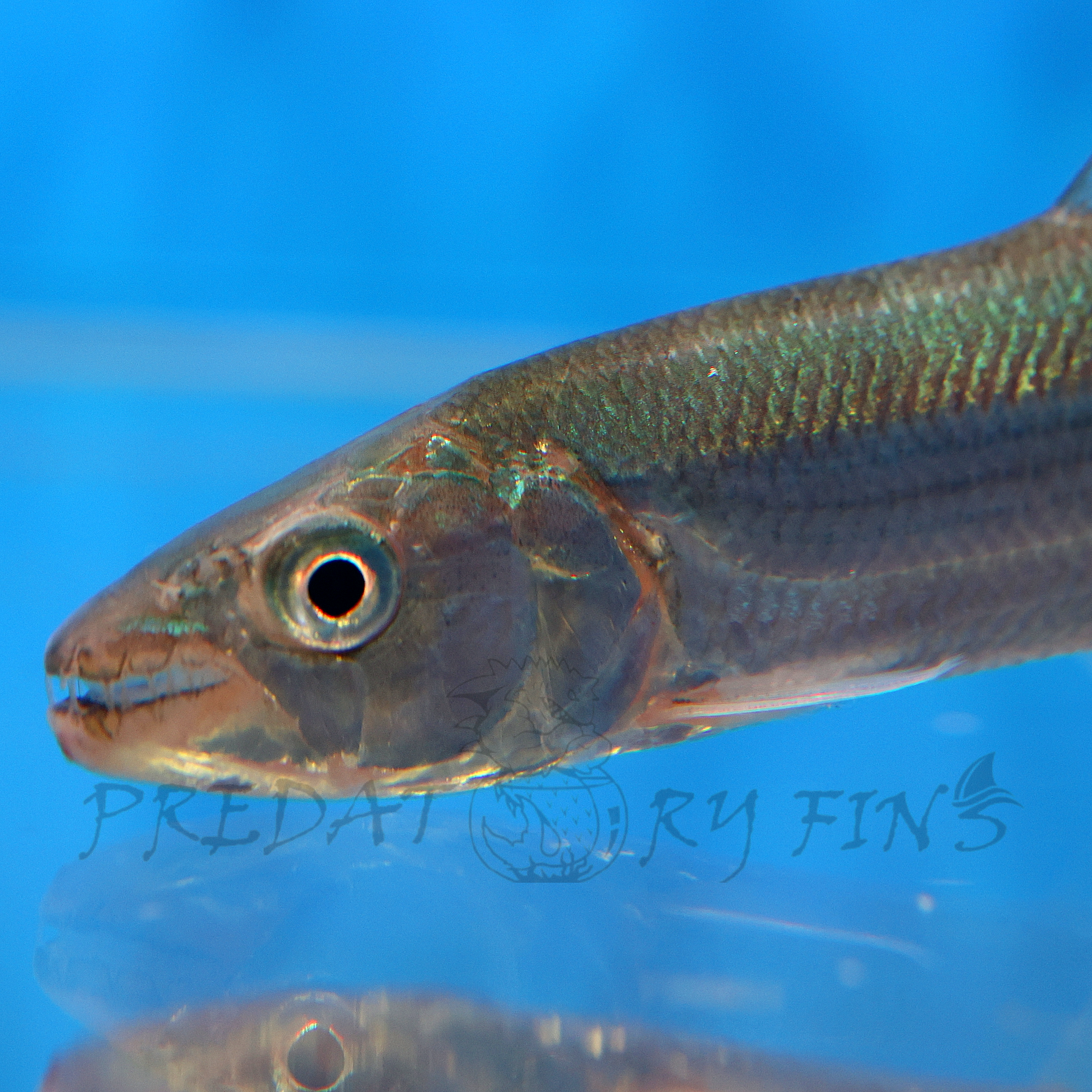 Goliath African Tiger Fish (Hydrocynus goliath) — Predatory Fins