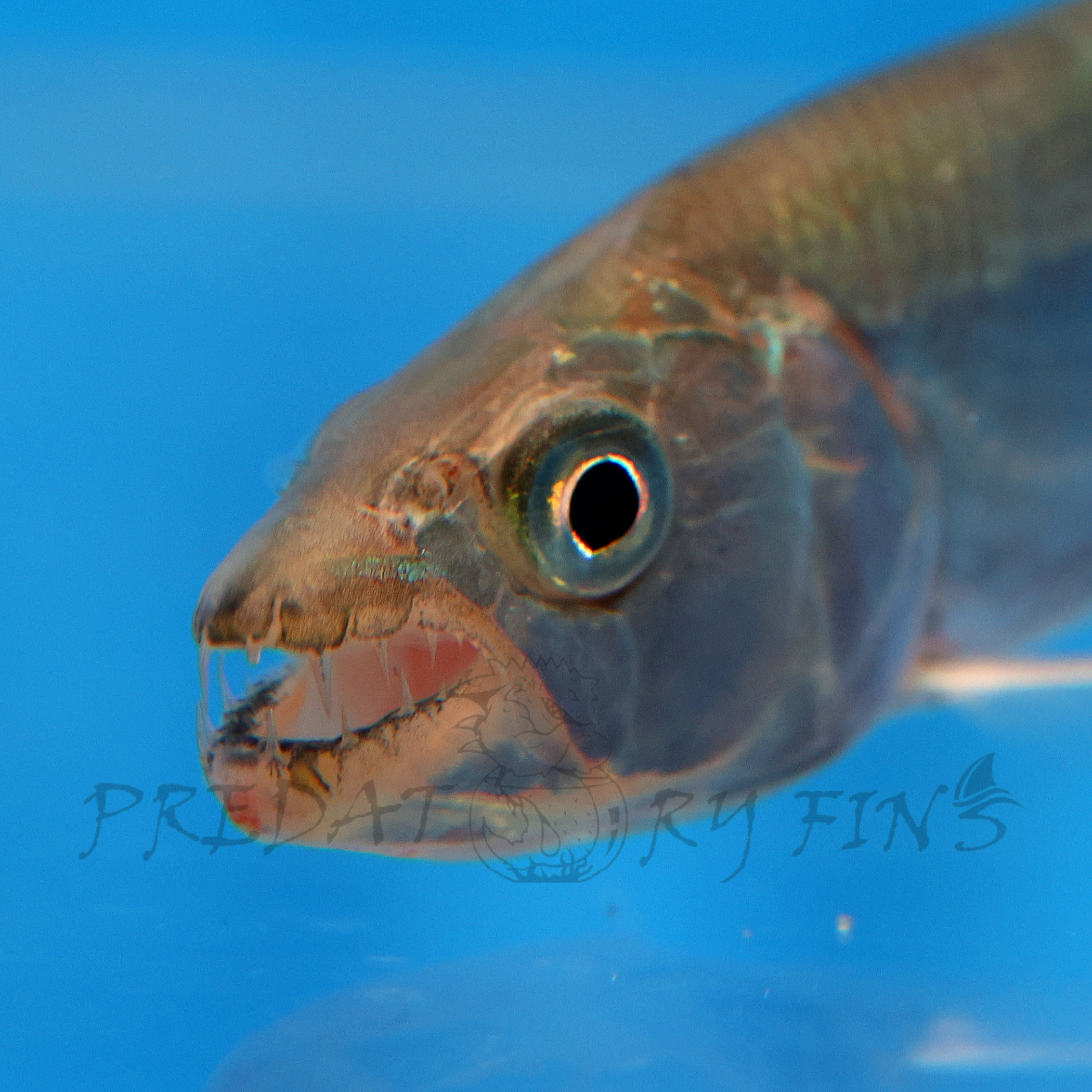 Goliath African Tiger Fish (Hydrocynus goliath) — Predatory Fins