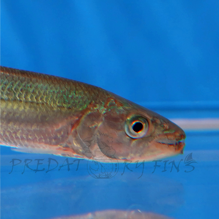 Tigerbashia Fish Goliath African Tiger Fish (Hydrocynus goliath) — Predatory Fins