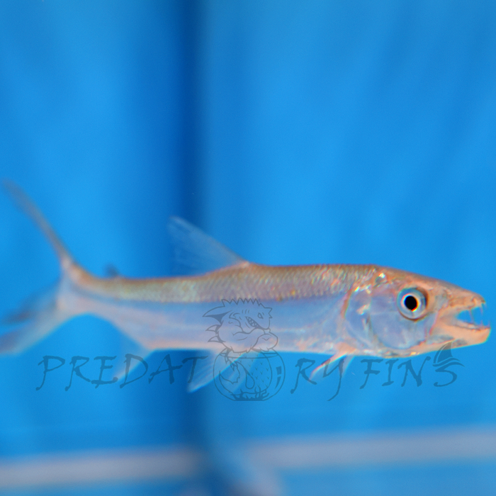 Goliath African Tiger Fish (Hydrocynus goliath)