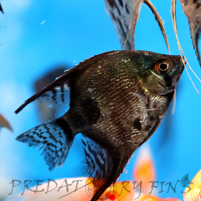 Smokey Marble Clown Angelfish (Pterophyllum scalare sp)