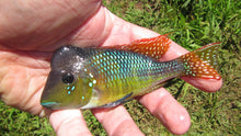 Load image into Gallery viewer, Argentine Rainbow Humphead Geophagus Cichlid (Gymnogeophagus lipokarenos)
