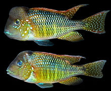 Load image into Gallery viewer, Argentine Rainbow Humphead Geophagus Cichlid (Gymnogeophagus lipokarenos)
