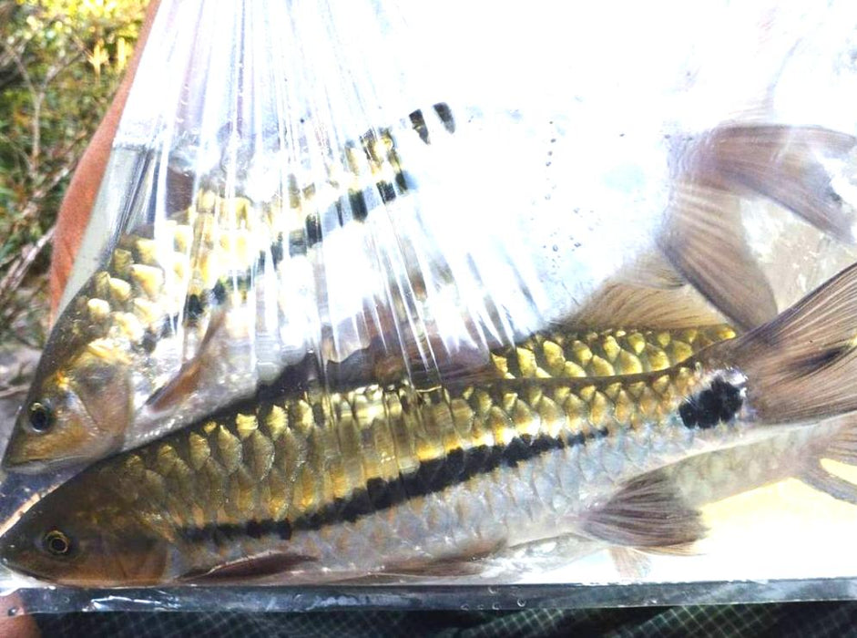Stevensonii Mahseer (Neolissochilus stevensonii)