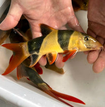 Load image into Gallery viewer, Clown Loach (Chromobotia macracanthus)
