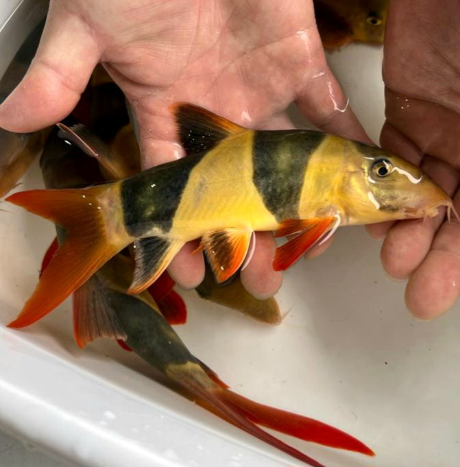 Clown Loach (Chromobotia macracanthus)