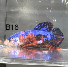 Load image into Gallery viewer, Candy Nemo Galaxy Koi Plakat Betta Fish (Betta splendens)
