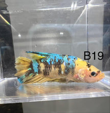 Load image into Gallery viewer, Candy Nemo Galaxy Koi Plakat Betta Fish (Betta splendens)
