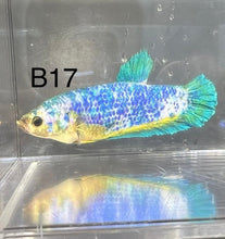 Load image into Gallery viewer, Candy Nemo Galaxy Koi Plakat Betta Fish (Betta splendens)
