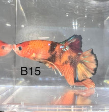 Load image into Gallery viewer, Candy Nemo Galaxy Koi Plakat Betta Fish (Betta splendens)
