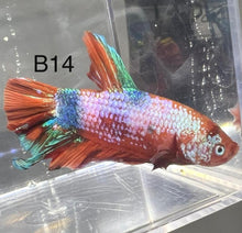 Load image into Gallery viewer, Candy Nemo Galaxy Koi Plakat Betta Fish (Betta splendens)
