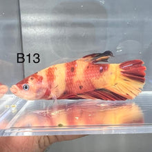 Load image into Gallery viewer, Candy Nemo Galaxy Koi Plakat Betta Fish (Betta splendens)
