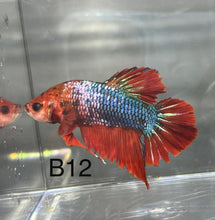 Load image into Gallery viewer, Candy Nemo Galaxy Koi Plakat Betta Fish (Betta splendens)
