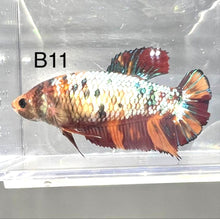 Load image into Gallery viewer, Candy Nemo Galaxy Koi Plakat Betta Fish (Betta splendens)
