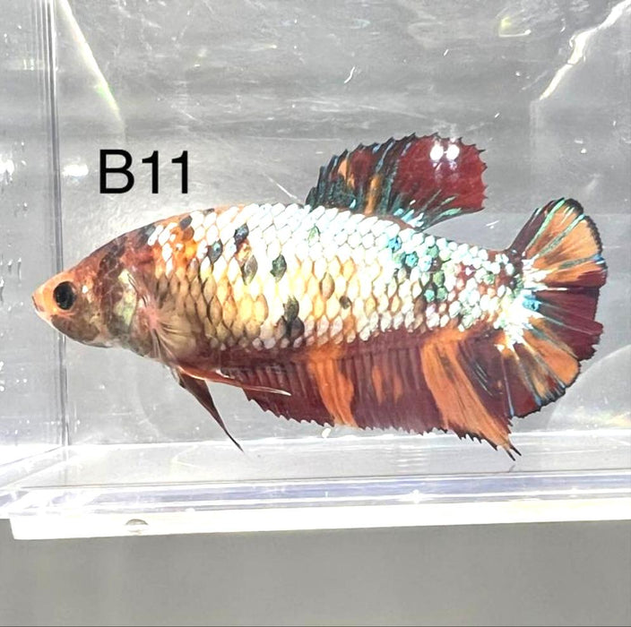 Candy Nemo Galaxy Koi Plakat Betta Fish (Betta splendens)