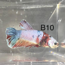 Load image into Gallery viewer, Candy Nemo Galaxy Koi Plakat Betta Fish (Betta splendens)
