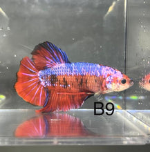 Load image into Gallery viewer, Candy Nemo Galaxy Koi Plakat Betta Fish (Betta splendens)
