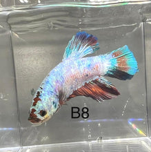 Load image into Gallery viewer, Candy Nemo Galaxy Koi Plakat Betta Fish (Betta splendens)
