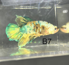 Load image into Gallery viewer, Candy Nemo Galaxy Koi Plakat Betta Fish (Betta splendens)
