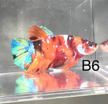 Load image into Gallery viewer, Candy Nemo Galaxy Koi Plakat Betta Fish (Betta splendens)
