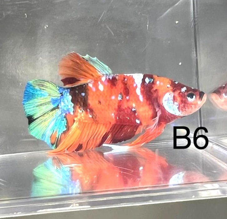 Candy Nemo Galaxy Koi Plakat Betta Fish (Betta splendens)