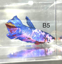 Load image into Gallery viewer, Candy Nemo Galaxy Koi Plakat Betta Fish (Betta splendens)
