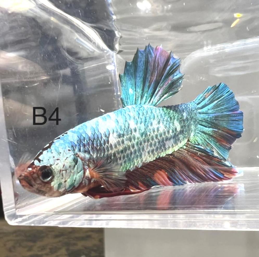 Candy Nemo Galaxy Koi Plakat Betta Fish (Betta splendens)