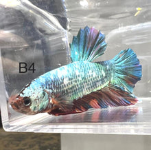 Load image into Gallery viewer, Candy Nemo Galaxy Koi Plakat Betta Fish (Betta splendens)
