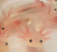 Load image into Gallery viewer, Freckled Leucistic Lucy Axolotl (Ambystoma mexicanum)
