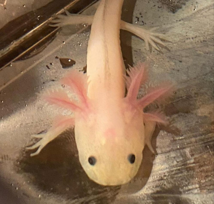 Freckled Leucistic Lucy Axolotl (Ambystoma mexicanum)