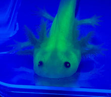 Load image into Gallery viewer, Leucistic GFP Lucy Axolotl (Ambystoma mexicanum)
