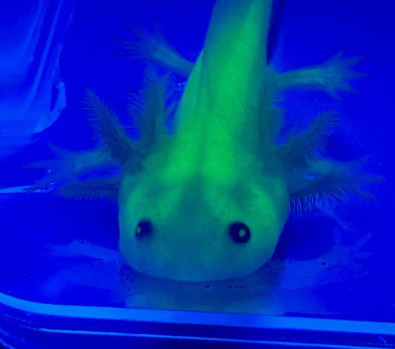 Leucistic GFP Lucy Axolotl (Ambystoma mexicanum)