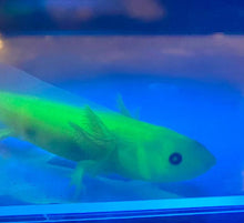 Load image into Gallery viewer, Leucistic GFP Lucy Axolotl (Ambystoma mexicanum)
