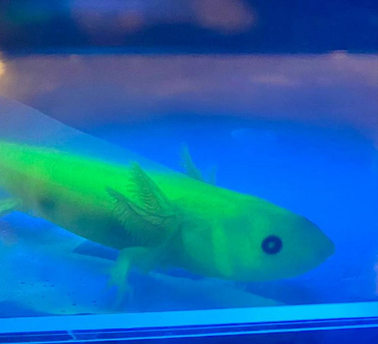 Leucistic GFP Lucy Axolotl (Ambystoma mexicanum)