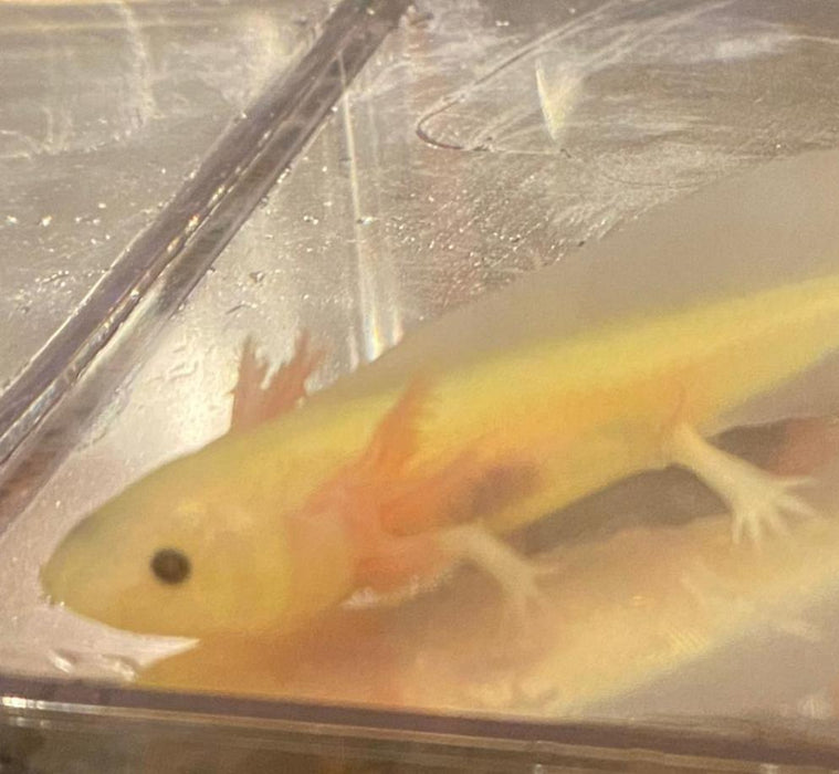 Leucistic GFP Lucy Axolotl (Ambystoma mexicanum)